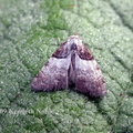 short-cloaked moth (Nola cucullatella) Kenneth Noble